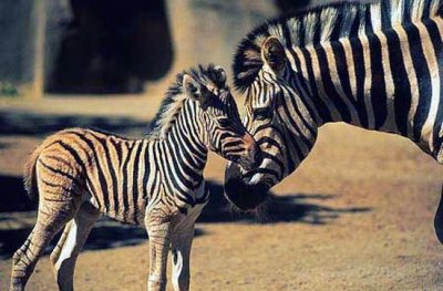 Adult zebra and foal.jpg